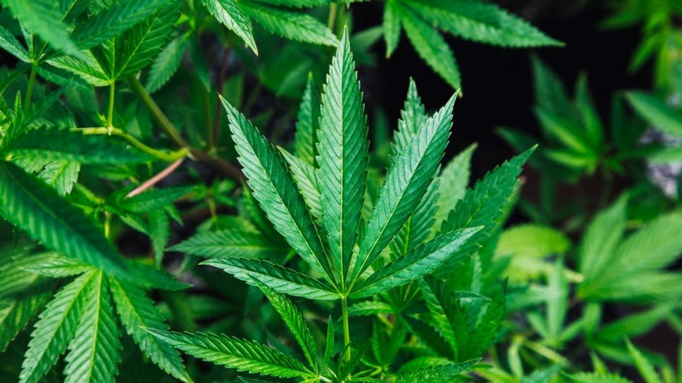 CBD Oil Cannabidiol For Pain Capsules Calder 
      ID 83808